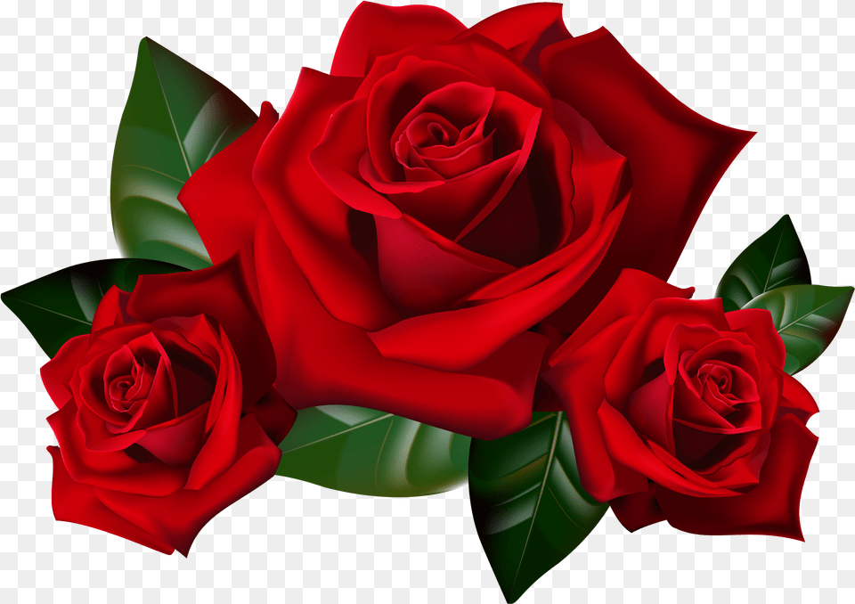 Red Rose Download Red Roses Clip Art, Flower, Plant Free Png