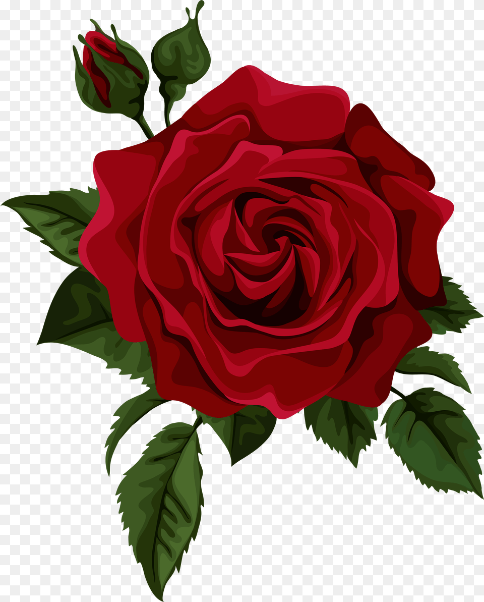 Red Rose Drawing, Flower, Plant Free Transparent Png