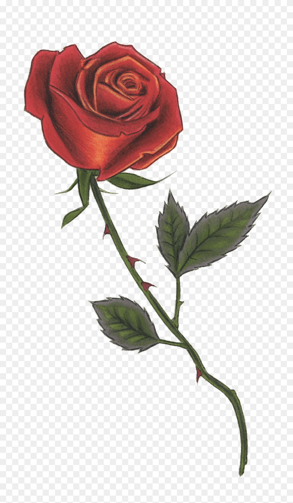 Red Rose Drawing, Flower, Plant Free Transparent Png