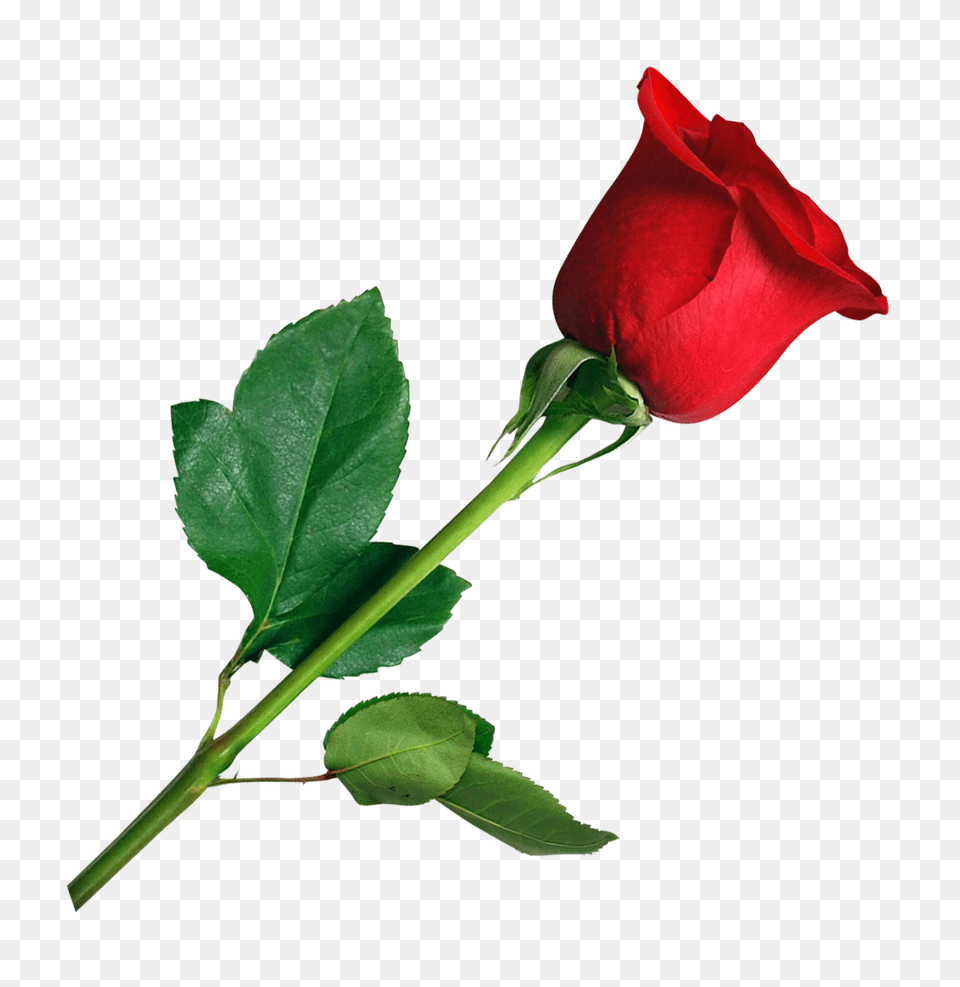 Red Rose Flower 1 Image Red Rose, Plant, Leaf Free Png Download
