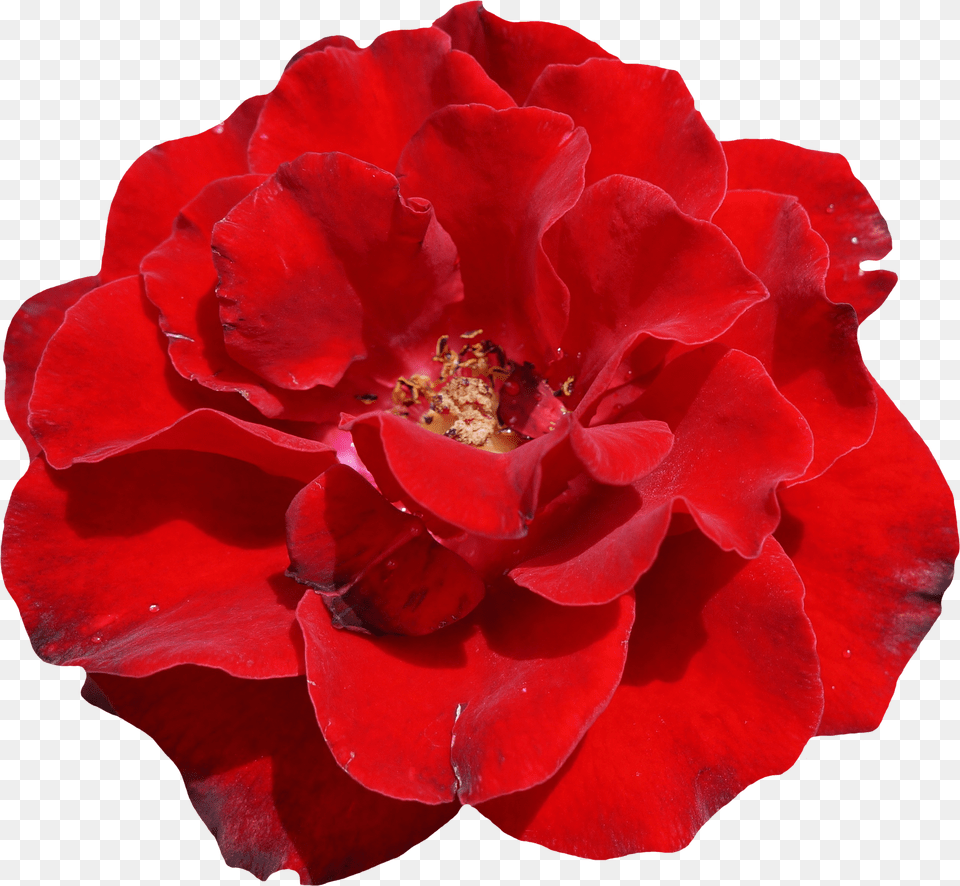Red Rose Flower Free Png Download