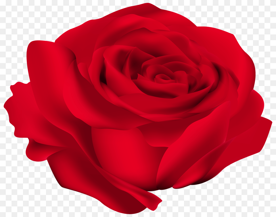 Red Rose Flower, Plant Free Png Download