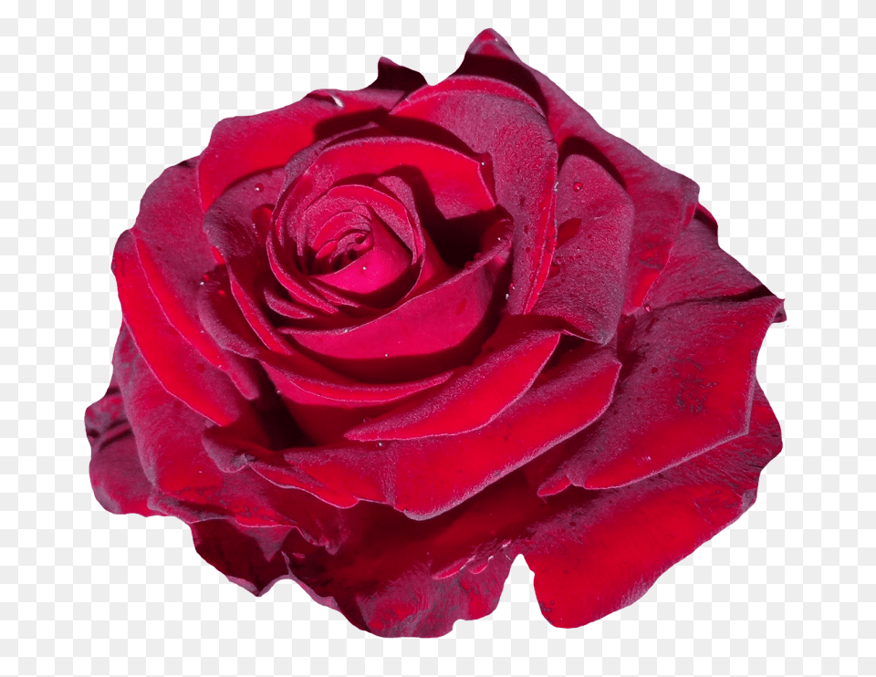 Red Rose Flower, Plant, Petal Png