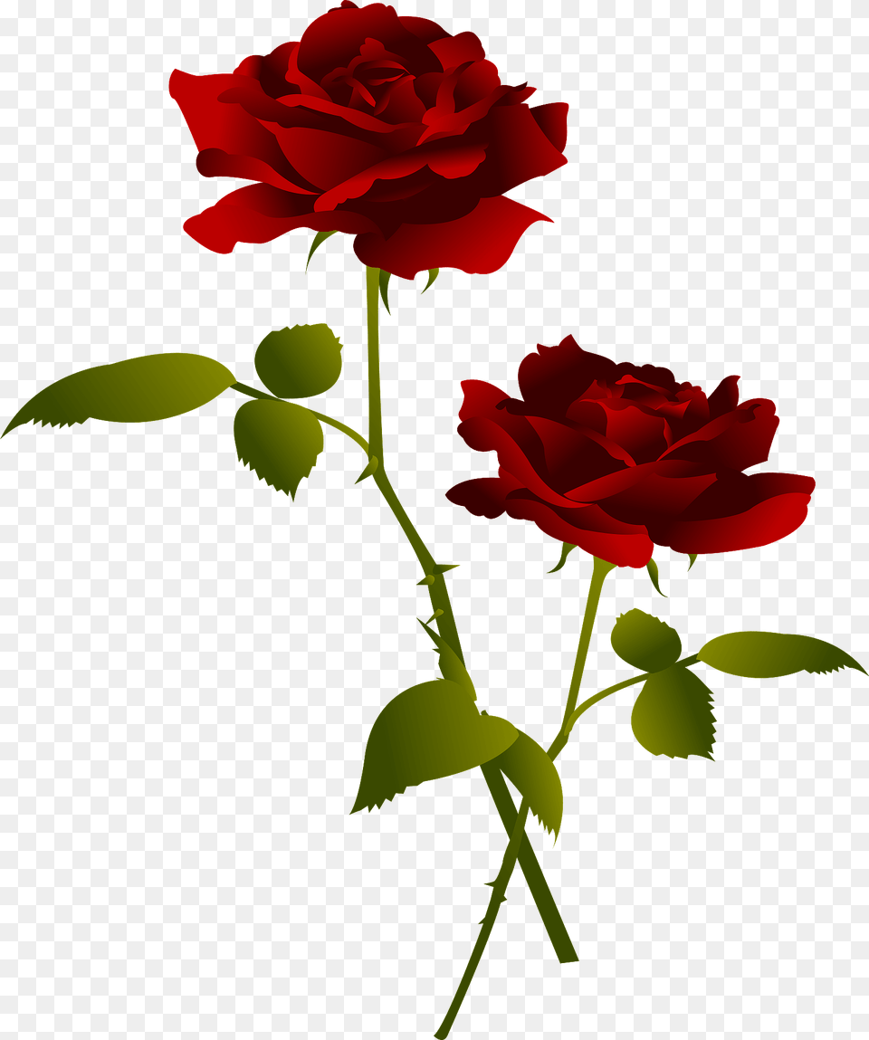 Red Rose Flower Clipart, Plant Png Image