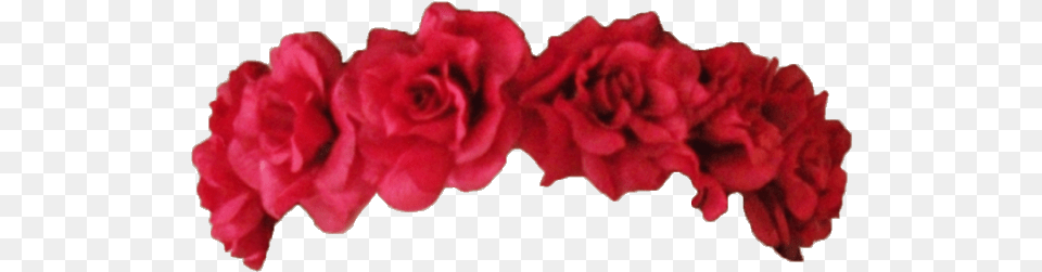 Red Rose Flower Crown Flower Crown Transparent Background, Carnation, Plant, Petal, Flower Arrangement Png