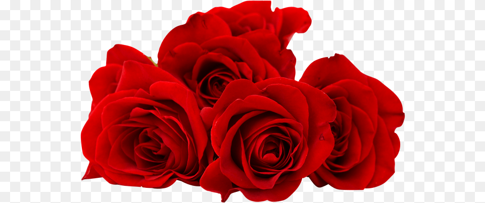 Red Rose Flower Free Download Red Rose Flower, Plant Png
