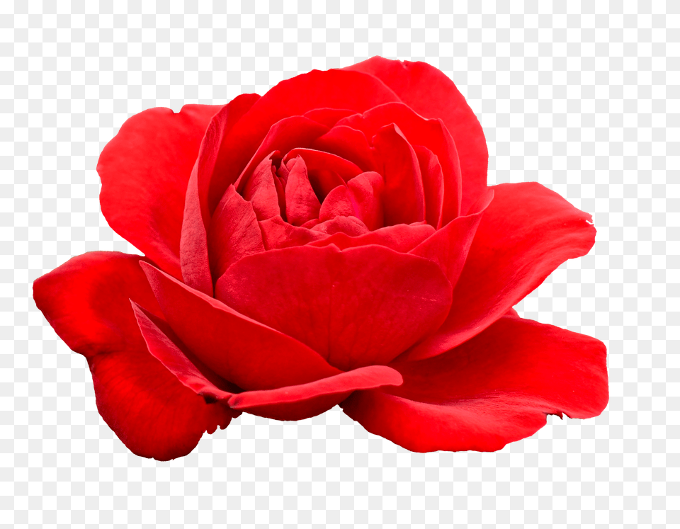 Red Rose Flower Icon Clipart, Plant, Petal Png Image