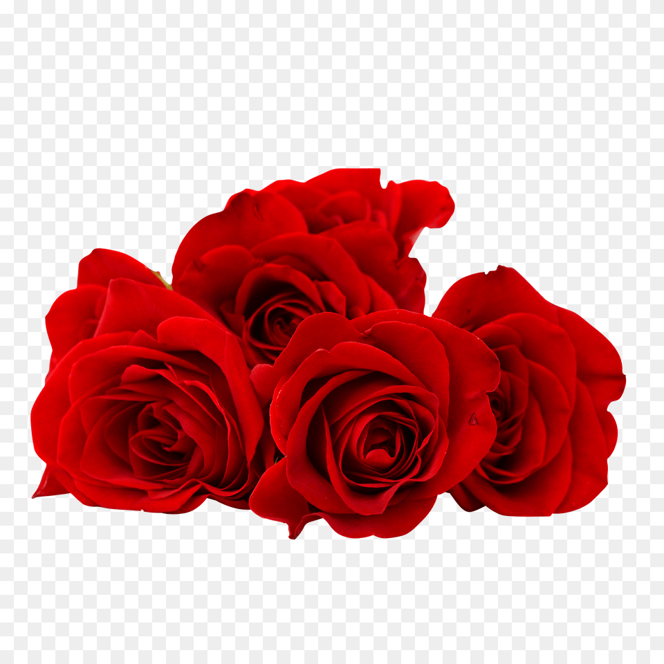 Red Rose Flower Image Red Roses, Plant, Flower Arrangement, Flower Bouquet Free Transparent Png