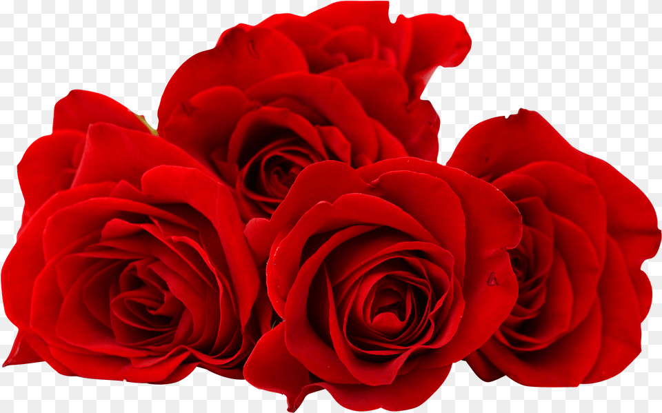 Red Rose Flower Image Searchpng Good Morning Love Rose, Plant Free Transparent Png