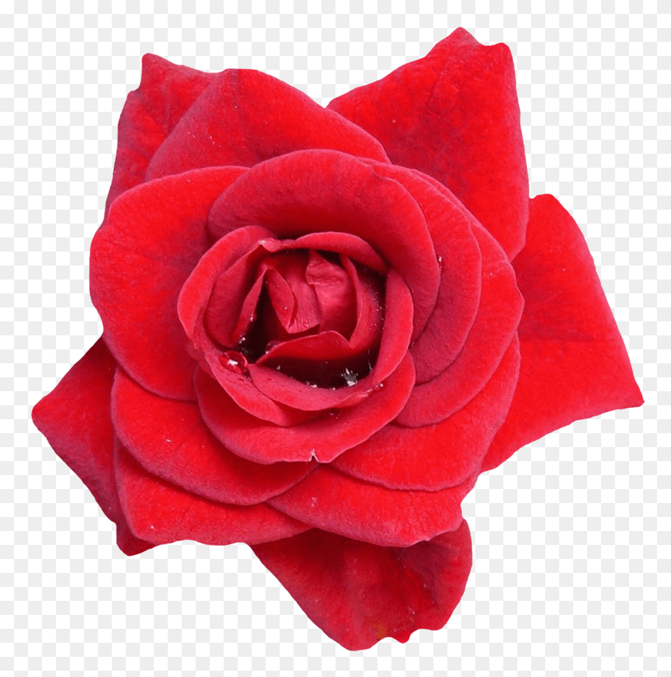 Red Rose Flower Image Vector Clipart, Plant, Petal Free Png