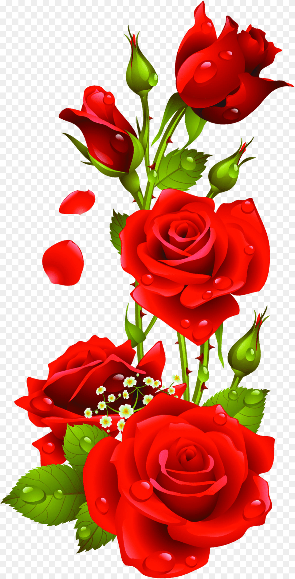 Red Rose Flower Images Download Png Image