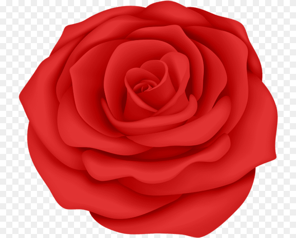 Red Rose Flower Transparent Images Rose With Transparent Backgrounds, Plant, Petal Png Image