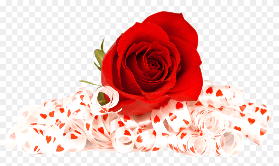 Red Rose Flower Transparent Transparent Rose Background, Plant, Flower Arrangement, Flower Bouquet, Petal Free Png