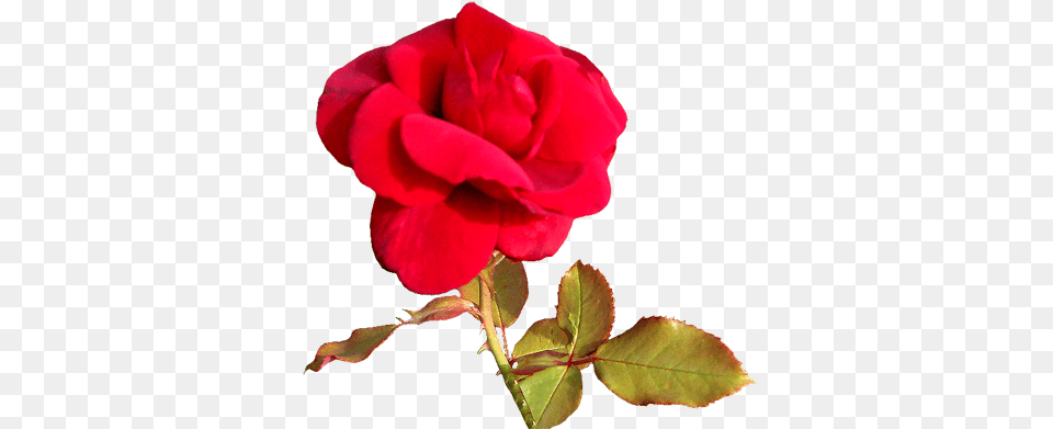 Red Rose For A Valentine Greeting Red Valentine Day Love You Pink Rose Heart Images Gif, Flower, Plant Png Image
