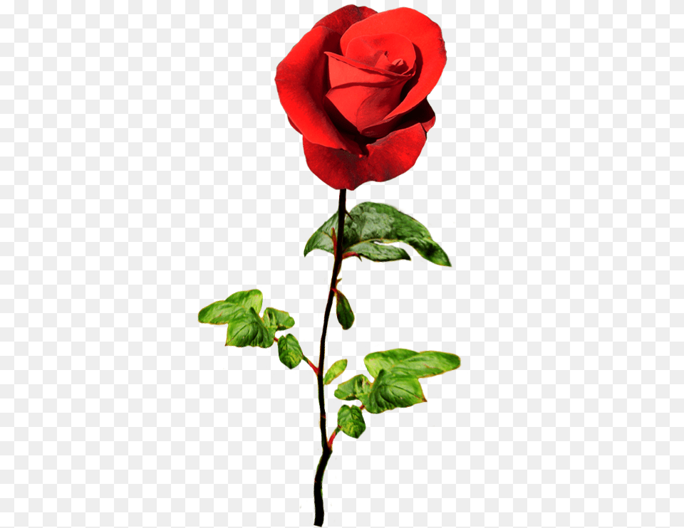 Red Rose For A Valentine Greeting Valentine Flower, Plant Png