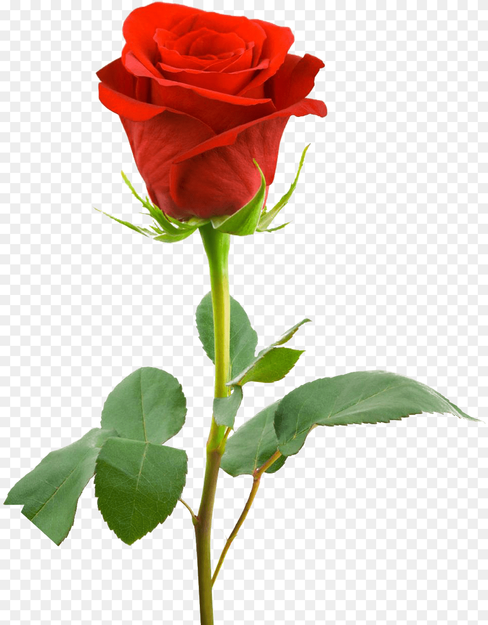 Red Rose Full Hd, Flower, Plant Free Transparent Png