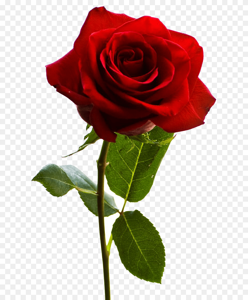 Red Rose Hd, Flower, Plant Png