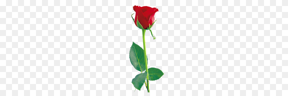 Red Rose Hd, Flower, Plant Png