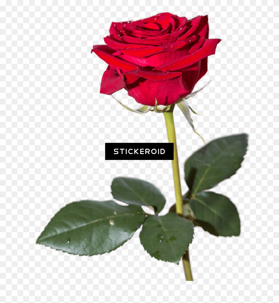 Red Rose Hd Flowers, Flower, Plant Png