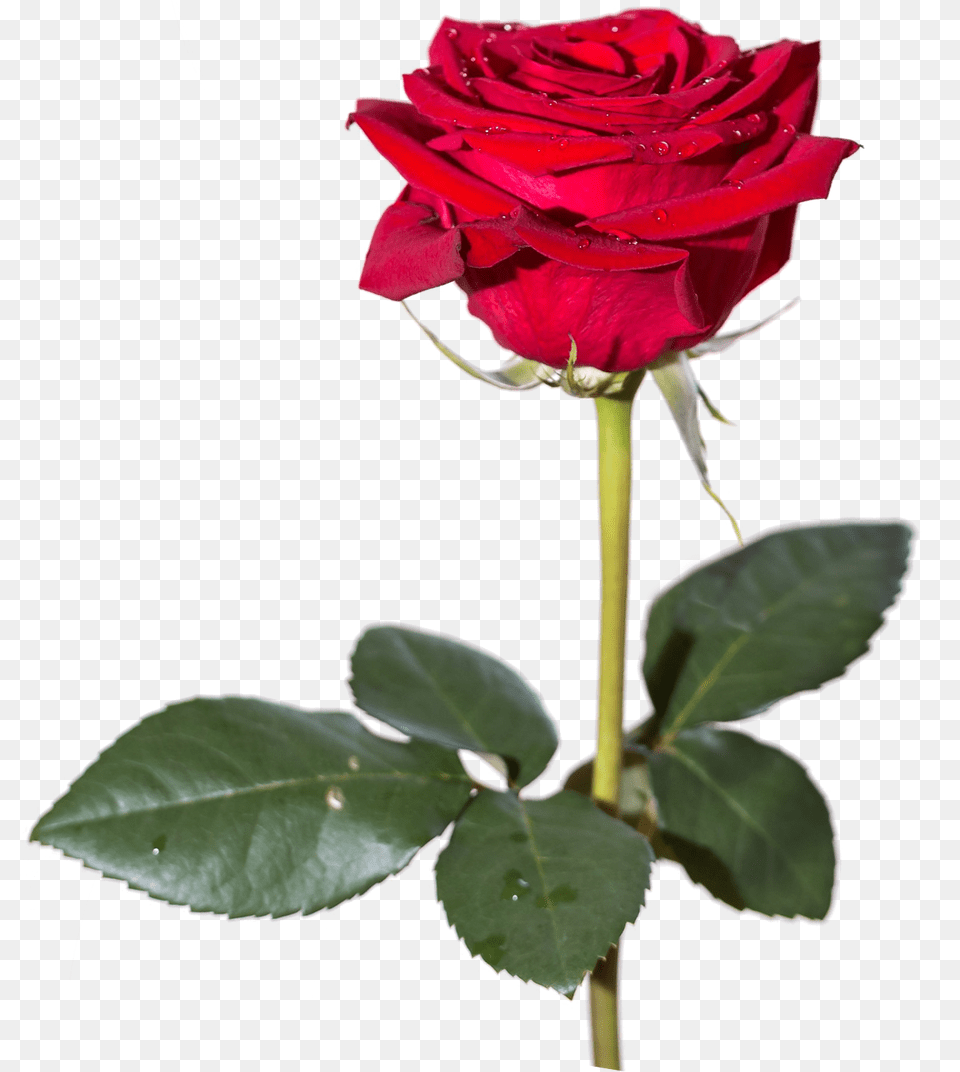 Red Rose Hd Vector Clipart, Flower, Plant Free Png