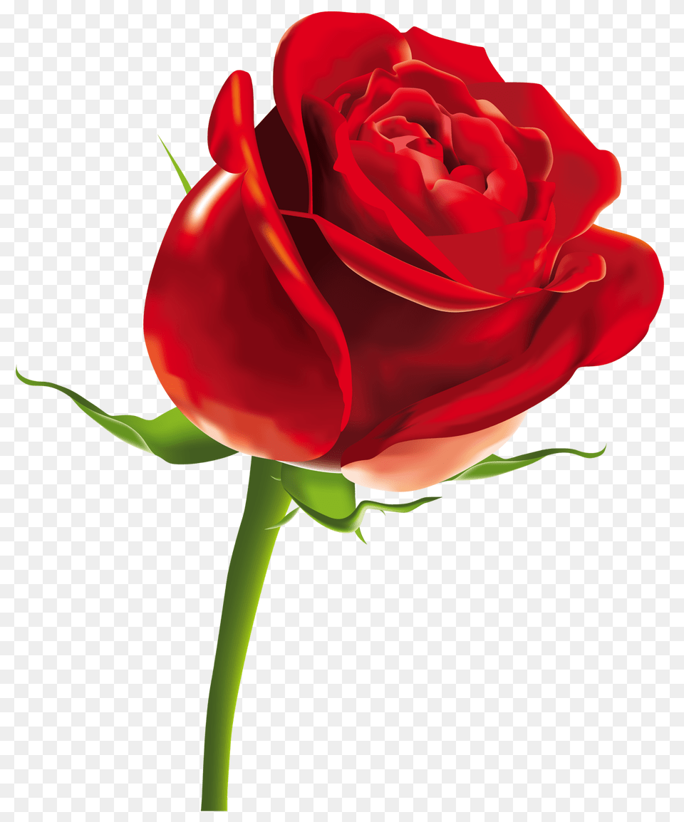 Red Rose Flower, Plant Png Image
