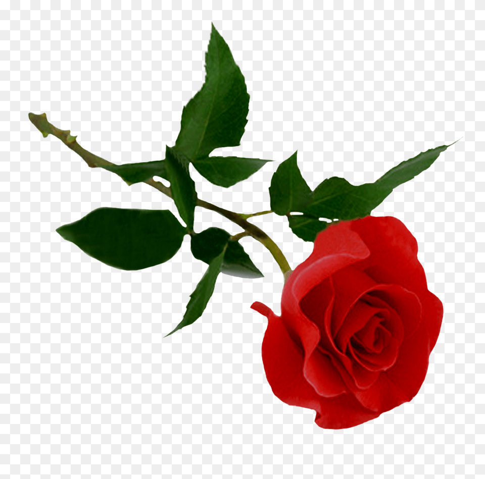Red Rose Flower, Plant Png Image