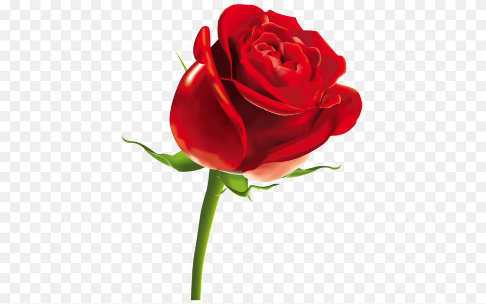 Red Rose Image, Flower, Plant Png