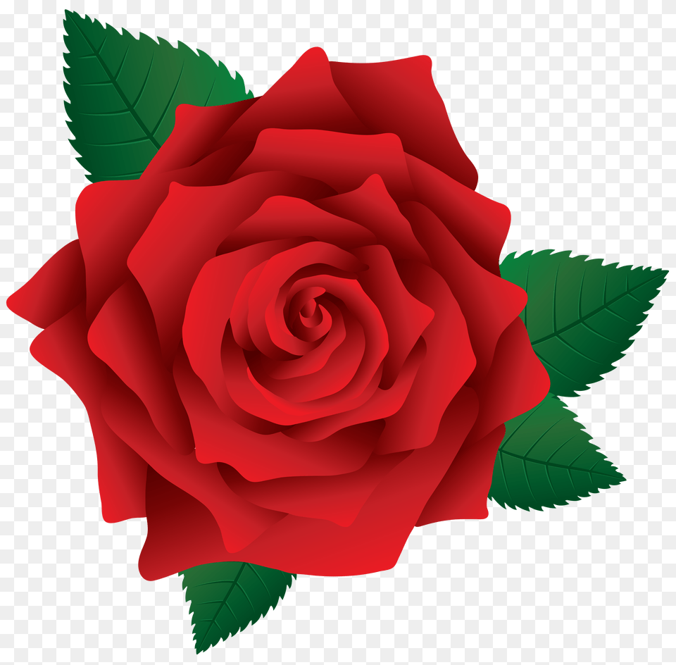 Red Rose Image Free Transparent Png