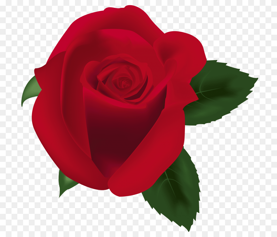 Red Rose Flower, Plant Png Image