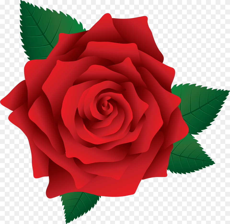 Red Rose Image Clipart Rose Clip Art Free Transparent Png