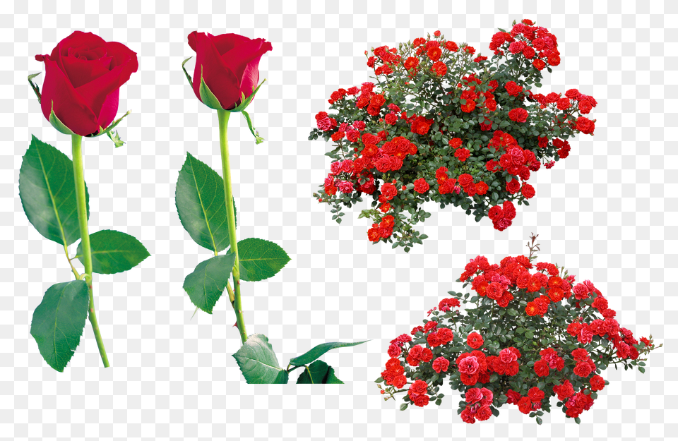 Red Rose Image Flower Bush Top View, Plant, Geranium, Flower Arrangement Png