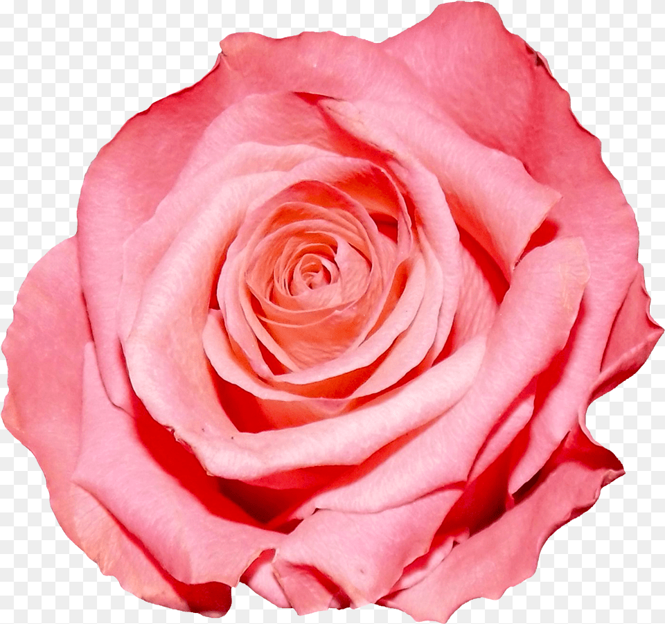 Red Rose Pink Flower Transparent Background, Petal, Plant Png Image