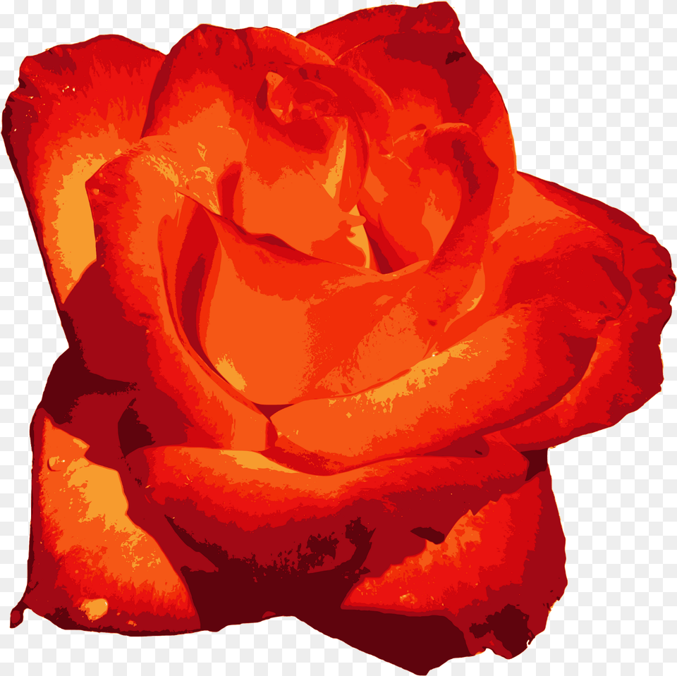 Red Rose Image Rose, Flower, Petal, Plant Free Png Download