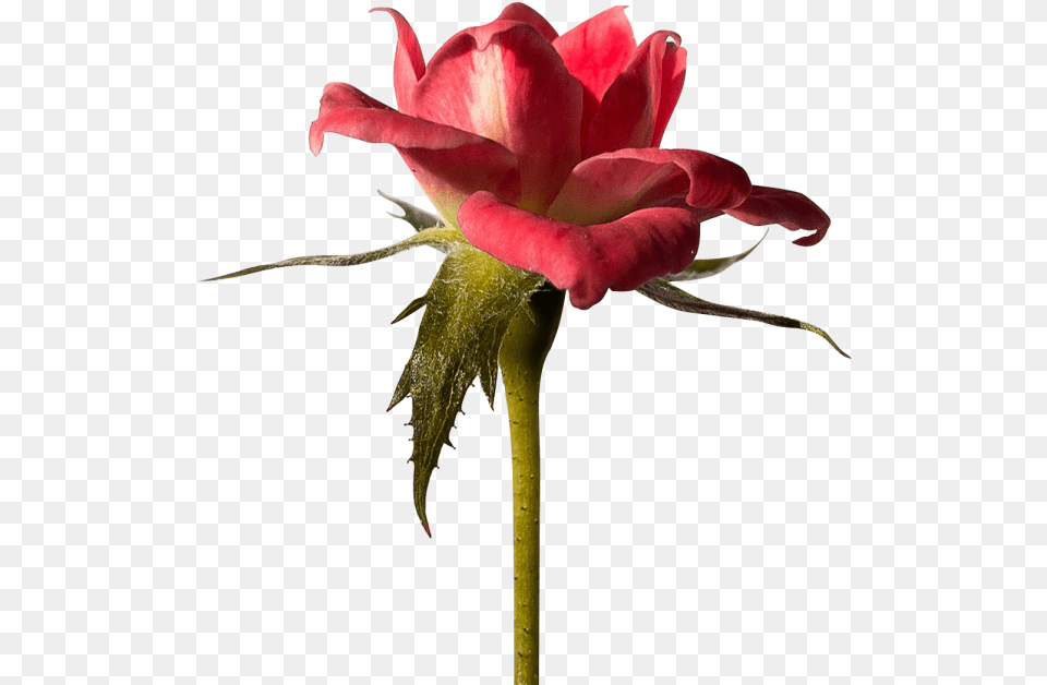 Red Rose Image Searchpng Best Line For Rose, Flower, Plant, Petal Free Transparent Png