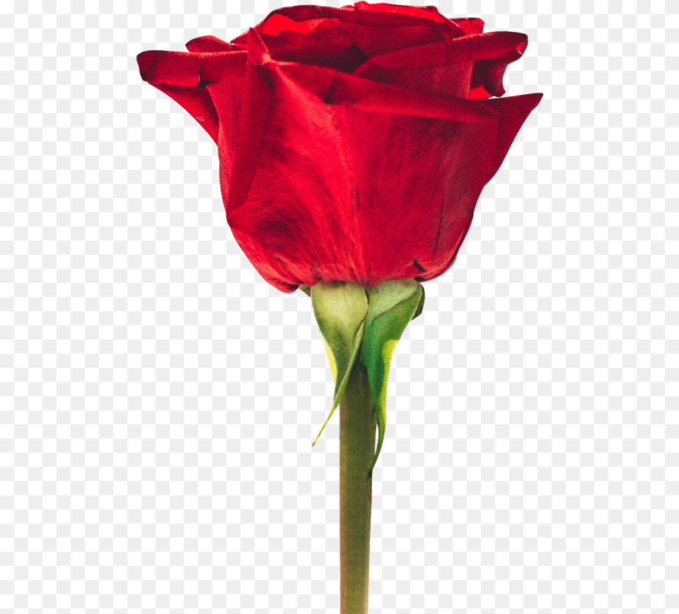 Red Rose Images Download, Flower, Plant, Petal Png