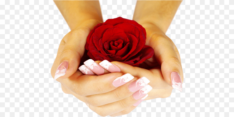 Red Rose In My Hand, Body Part, Plant, Flower, Person Png