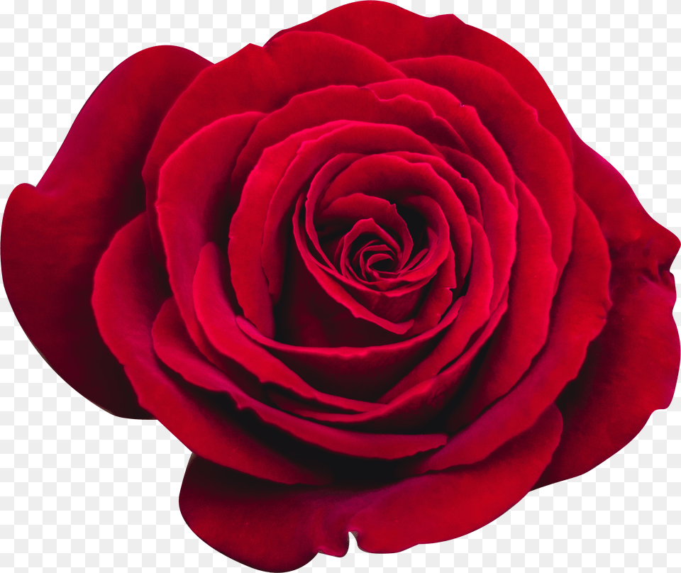 Red Rose Isolated Floribunda Png Image