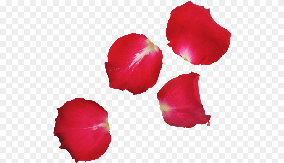 Red Rose Leaf, Flower, Petal, Plant Free Png Download