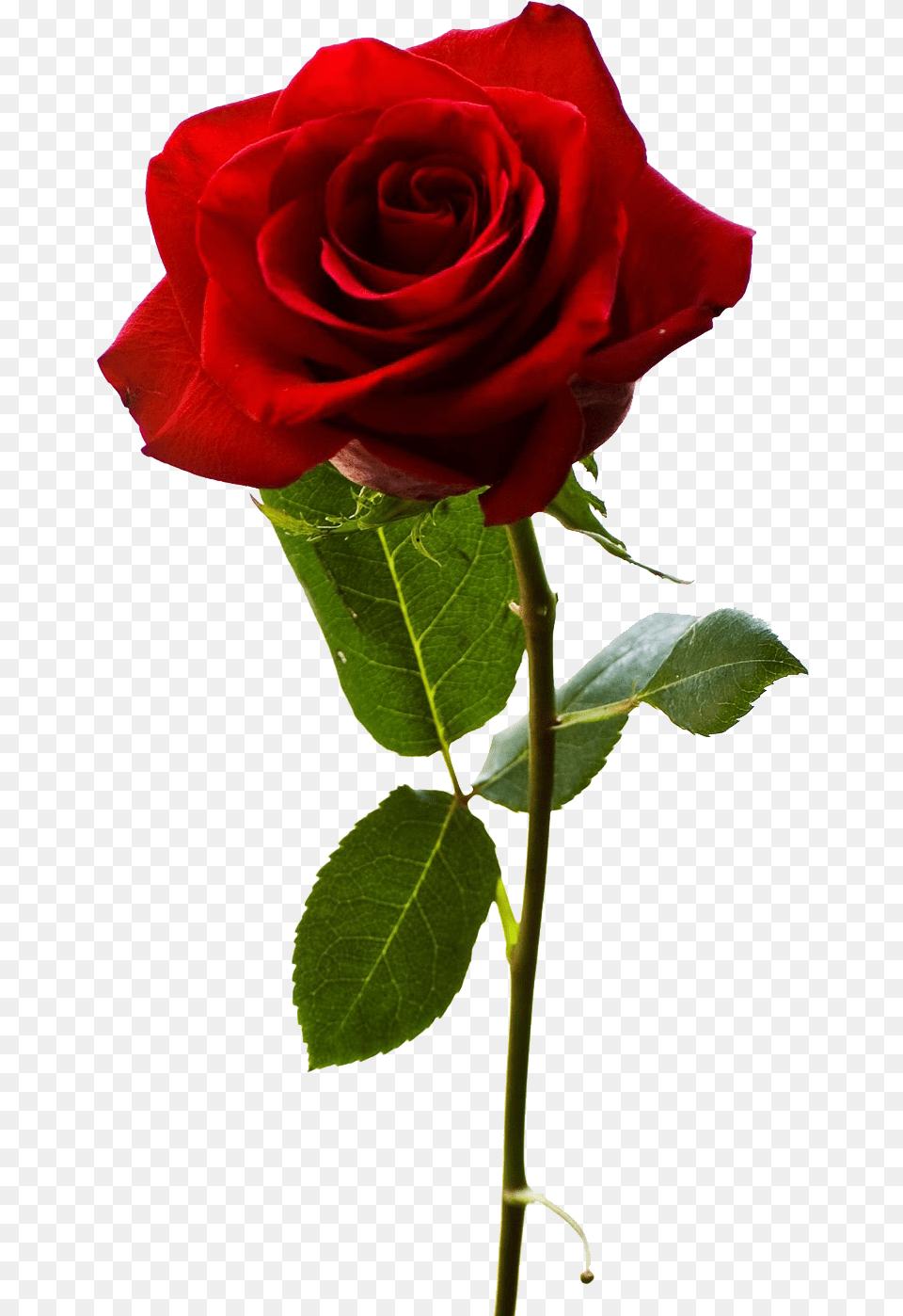 Red Rose Of Rose Propose, Flower, Plant Free Transparent Png