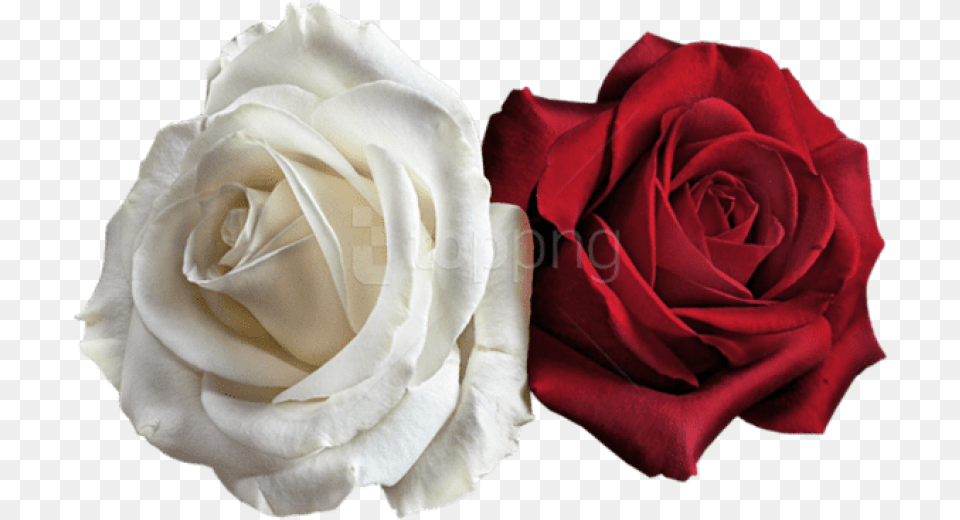 Red Rose On, Flower, Plant, Petal Png Image