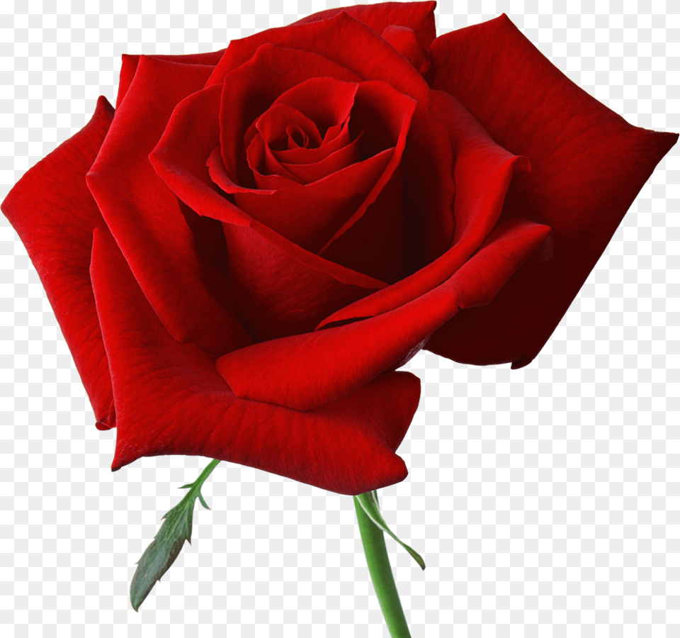 Red Rose On Background, Flower, Plant Free Png Download
