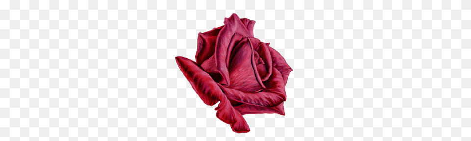 Red Rose On Black, Flower, Plant, Petal Free Png