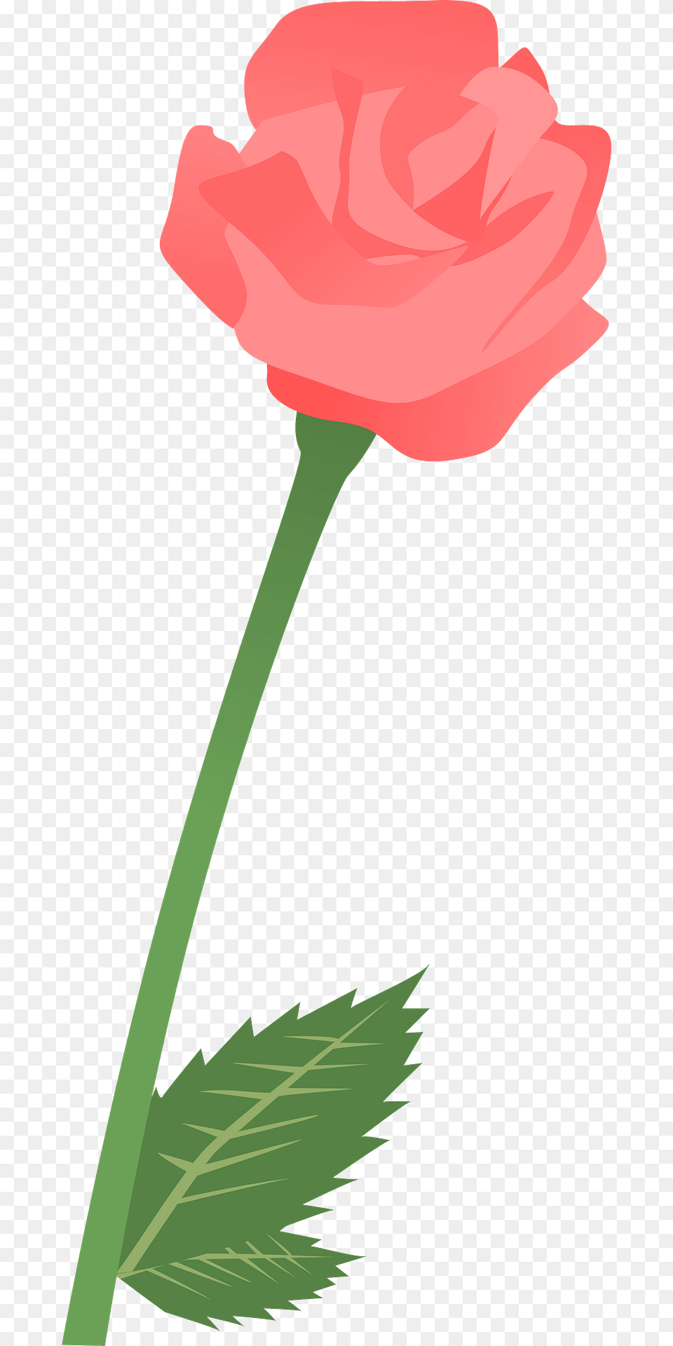 Red Rose On The Stem Clipart, Flower, Plant, Carnation, Petal Png