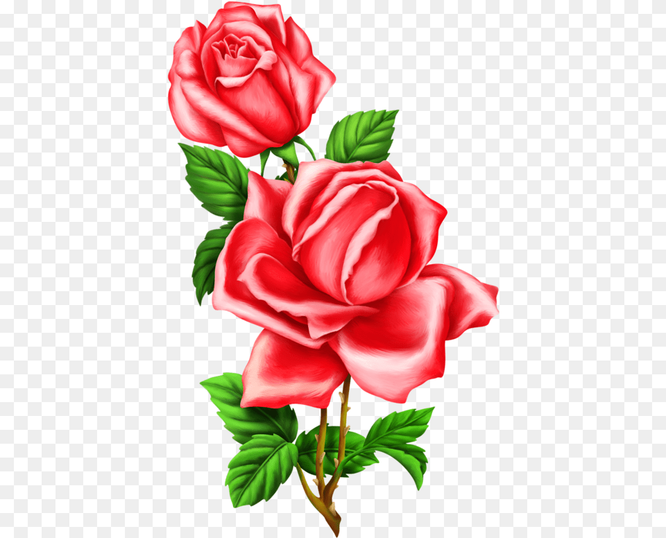 Red Rose Pencil Draw, Flower, Plant, Petal Png