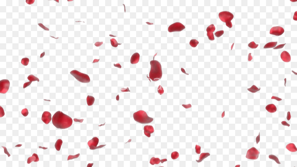 Red Rose Petal, Flower, Plant, Paper, Baby Free Transparent Png