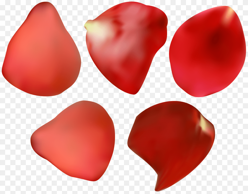 Red Rose Petal Transparent Png