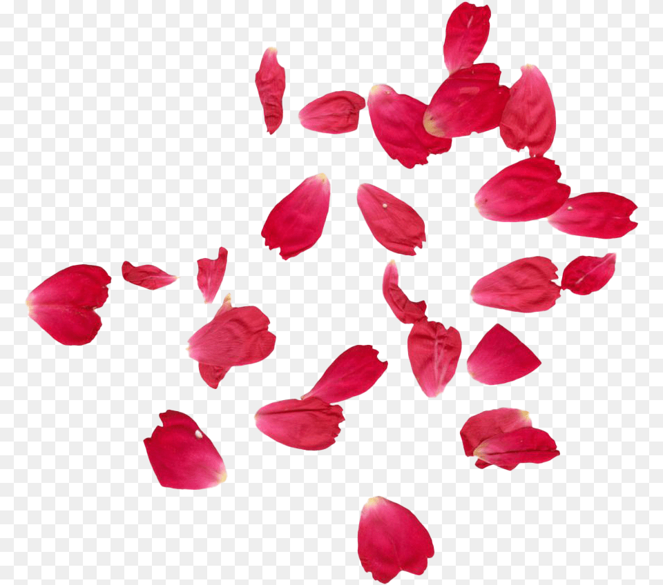 Red Rose Petals Rose Petals Falling, Flower, Petal, Plant Png
