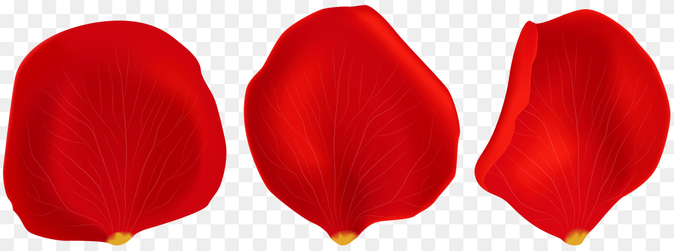 Red Rose Petals Transparent Clip, Flower, Petal, Plant, Art Free Png Download