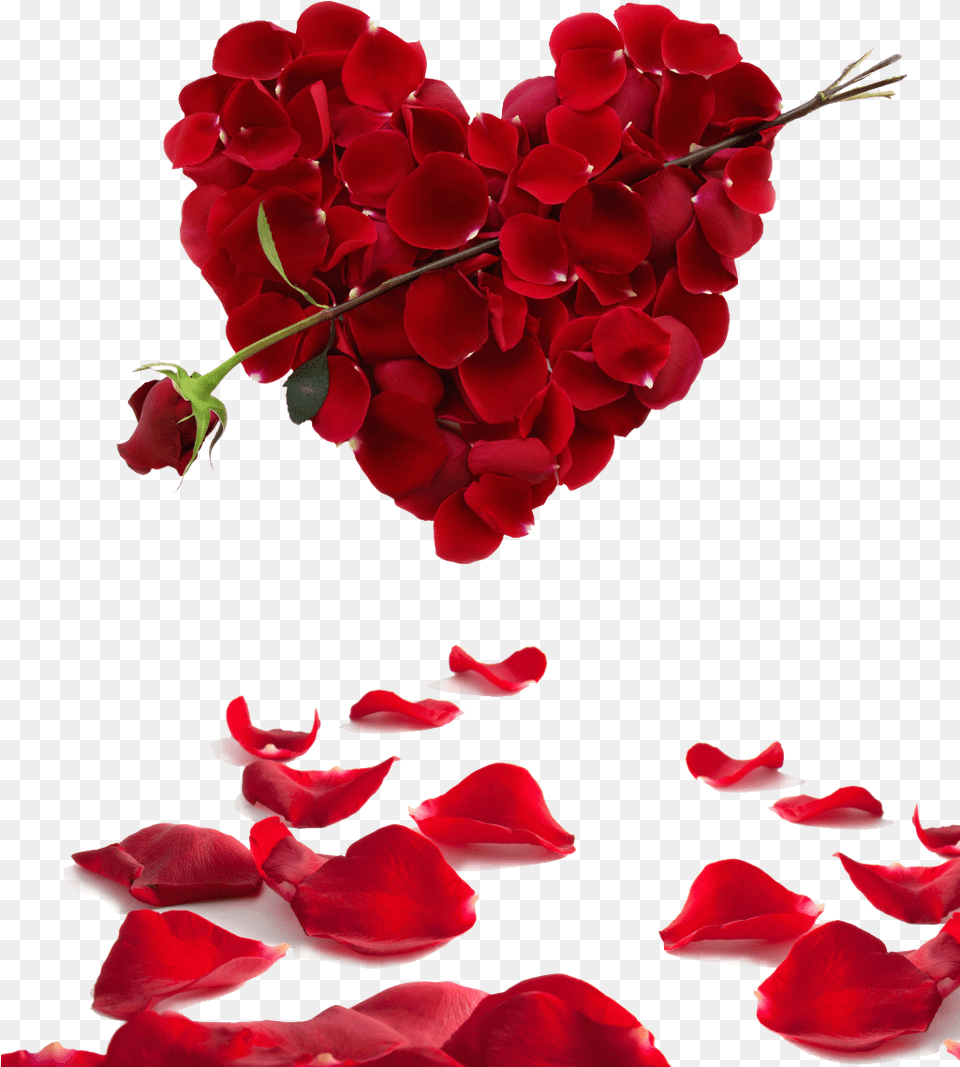 Red Rose Petals Valentines Day Heart Roses, Flower, Geranium, Petal, Plant Png