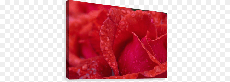 Red Rose Petals With Dew Drops Printscapes Wall Art 18quot X 12quot Canvas Print With Black, Flower, Petal, Plant, Geranium Png